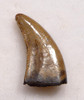DT6-255 - FINEST QUALITY SAURORNITHOLESTES DROMAEOSAUR "RAPTOR" DINOSAUR TOOTH FROM THE TWO MEDICINE FORMATION
