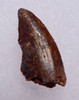 DT6-265 - INTACT DROMAEOSAUR " RAPTOR " DINOSAUR TOOTH 