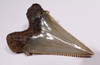 SHX049 - COLLECTOR GRADE CARCHAROCLES ANGUSTIDENS FOSSIL SHARK TOOTH FROM THE LOWER JAW