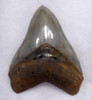 SH6-359 - COLLECTOR GRADE 4.4 INCH MEGALODON SHARK TOOTH WITH MOTTLED SMOKY BLUE GRAY ENAMEL