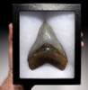 SH6-359 - COLLECTOR GRADE 4.4 INCH MEGALODON SHARK TOOTH WITH MOTTLED SMOKY BLUE GRAY ENAMEL