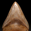 SH6-366 - FINEST INVESTMENT GRADE 3.65 INCH MEGALODON SHARK TOOTH WITH ORANGE CREAM ENAMEL