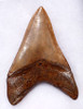 SH6-368 - COLLECTOR GRADE 4 INCH STABBING LOWER JAW MEGALODON SHARK TOOTH WITH MOTTLED SILVERY ORANGE ENAMEL