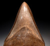 SH6-360 - COLLECTOR GRADE SILVER AND COPPER BROWN 4.3 INCH MEGALODON SHARK TOOTH FROM THE LOWER JAW