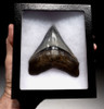 SH6-367 - FINEST GRADE 4.1 INCH POSTERIOR MEGALODON TOOTH WITH BLUE AND CREAM ENAMEL
