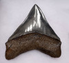 SH6-367 - FINEST GRADE 4.1 INCH POSTERIOR MEGALODON TOOTH WITH BLUE AND CREAM ENAMEL