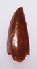 DT6-267 - FINEST GRADE INTACT DROMAEOSAUR " RAPTOR " DINOSAUR TOOTH FROM THE FRONT OF THE JAW