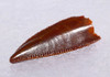 DT6-267 - FINEST GRADE INTACT DROMAEOSAUR " RAPTOR " DINOSAUR TOOTH FROM THE FRONT OF THE JAW