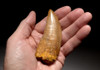 DT2-083 - HUGE 4 INCH CARCHARODONTOSAURUS FOSSIL TOOTH FROM THE LARGEST MEAT-EATING DINOSAUR