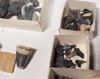 BONV001 - COLLECTION OF NUMEROUS SHARK AND OTHER VERTEBRATE FOSSILS FROM THE FAMOUS BONE VALLEY FORMATION PHOSPHATE DEPOSITS