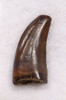 DT6-272 - CHOICE QUALITY ACHERORAPTOR DROMAEOSAUR "RAPTOR" DINOSAUR TOOTH