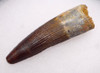 DT5-147 - 3.25 INCH CHOICE QUALITY SPINOSAURUS DINOSAUR TOOTH WITH STUNNING COLORS