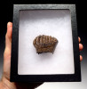 MTB002 - EXTREMELY RARE BABY CALF SOUTHERN MERIDIONALIS MAMMOTH TOOTH FROM EUROPE