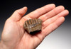 MTB002 - EXTREMELY RARE BABY CALF SOUTHERN MERIDIONALIS MAMMOTH TOOTH FROM EUROPE