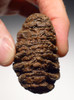 MTB002 - EXTREMELY RARE BABY CALF SOUTHERN MERIDIONALIS MAMMOTH TOOTH FROM EUROPE