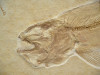 F063 - INCREDIBLE NATURAL "FISHING SCENE" FISH FOSSIL FEATURING A  RARE JURASSIC BOWFIN FROM FAMOUS SOLNHOFEN DEPOSITS