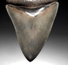 SH6-370 - INVESTMENT GRADE 4 INCH WARM BLUE-SILVER MEGALODON SHARK TOOTH