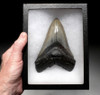 SH6-371 - UNRESTORED GIANT 6.1 INCH MEGALODON SHARK LOWER JAW TOOTH