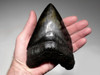 SH6-374 -  MONSTROUS UNRESTORED 6 INCH MEGALODON SHARK TOOTH WITH MIDNIGHT BLACK AND BRONZE MOTTLED ENAMEL