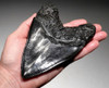 SH6-374 -  MONSTROUS UNRESTORED 6 INCH MEGALODON SHARK TOOTH WITH MIDNIGHT BLACK AND BRONZE MOTTLED ENAMEL