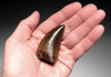 DT18-115 - ULTRA RARE 2.75 INCH INVESTMENT GRADE TYRANNOSAURUS REX TOOTH WITH NO REPAIR