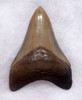 SH6-384 - COLLECTOR GRADE 3.8 INCH MEGALODON FOSSIL SHARK LOWER JAW STABBING TOOTH