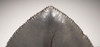 SH6-350 -  UNRESTORED INVESTMENT CLASS 6 INCH MEGALODON SHARK TOOTH