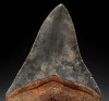 SH6-386 - COLLECTOR GRADE 4 INCH MEGALODON SHARK TOOTH WITH RARE SPOTTED AND MARBLED BLUE GRAY ENAMEL