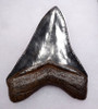 SH6-386 - COLLECTOR GRADE 4 INCH MEGALODON SHARK TOOTH WITH RARE SPOTTED AND MARBLED BLUE GRAY ENAMEL