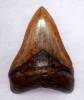 SH6-393 - SUPREME COLLECTOR GRADE COPPER RED 4.25 INCH MEGALODON FOSSIL SHARK TOOTH