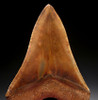 SH6-394 - SUPREME COLLECTOR GRADE LOWER JAW COPPER RED 4.15 INCH MEGALODON FOSSIL SHARK TOOTH