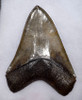 SH6-391 -  INVESTMENT CLASS BRONZE GOLD 6 INCH MEGALODON SHARK TOOTH CHATOYANT ENAMEL AND NO REPAIR OR RESTORATION