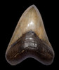 SH6-391 -  INVESTMENT CLASS BRONZE GOLD 6 INCH MEGALODON SHARK TOOTH CHATOYANT ENAMEL AND NO REPAIR OR RESTORATION