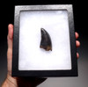 DT18XX02 - COMPLETE TYRANNOSAURUS REX 2.3 INCH TOOTH WITH NO REPAIR OR RESTORATION