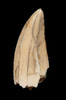 DT6-278 - RARE WHITE LARGE DROMAEOSAUR " RAPTOR " DINOSAUR TOOTH 