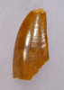 DT6-285 - INTACT DROMAEOSAUR " RAPTOR " DINOSAUR TOOTH WITH NATURAL FEEDING WEAR