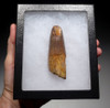 DT5-308 - UNBROKEN LARGE 3.75 INCH SPINOSAURUS TOOTH FROM A HUGE DINOSAUR