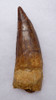 DT5-293 - RARE 5 INCH SPINOSAURUS FOSSIL TOOTH FROM A HUGE DINOSAUR