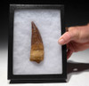 DT5-293 - RARE 5 INCH SPINOSAURUS FOSSIL TOOTH FROM A HUGE DINOSAUR