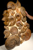 AMX331 - MASSIVE 36" AMMONITE WALL FILLED WITH 28 RARE JURASSIC OCEAN LIFE FOSSILS OF SUPERB PRESERVATION