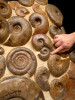 AMX331 - MASSIVE 36" AMMONITE WALL FILLED WITH 28 RARE JURASSIC OCEAN LIFE FOSSILS OF SUPERB PRESERVATION