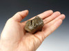 LM12-036  - WOOLLY RHINOCEROS FOSSIL MOLAR TOOTH WITH ROOTS