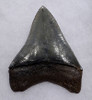 SH6-401 - COLLECTOR GRADE 4.3 INCH SILVER MEGALODON SHARK TOOTH