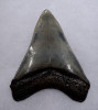 SH6-400 - COLLECTOR GRADE 4.3 INCH MEGALODON SHARK TOOTH WITH RARE SYMMETRICAL PATTERNED BLUE GRAY ENAMEL