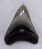SH6-400 - COLLECTOR GRADE 4.3 INCH MEGALODON SHARK TOOTH WITH RARE SYMMETRICAL PATTERNED BLUE GRAY ENAMEL