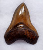 SH6-403 - FINEST COLLECTOR GRADE COPPER RED AND BROWN 5.25 INCH MEGALODON SHARK TOOTH