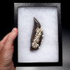WH028 - MUSEUM GRADE ROBUST 5.25 INCH PREHISTORIC SPERM WHALE TOOTH WITH FULL CROWN AND BARNACLE ENCRUSTED ROOT