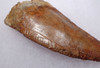 DT2-092 - LARGE 3 INCH FOSSIL CARCHARODONTOSAURUS TOOTH FROM THE LARGEST MEAT-EATING DINOSAUR 