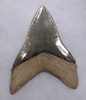 SH6-406 - COLLECTOR GRADE 4.6 INCH MEGALODON SHARK STABBING LOWER JAW TOOTH WITH MOTTLED LIGHT ENAMEL
