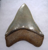 FINEST GRADE MEGALODON TOOTH 4.75 INCH WITH STUNNING MINT GREEN CREAM ENAMEL *SH6-409